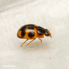 Hyperaspis scutifera