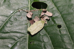Stenoma byssina