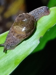 Stanisicarion freycineti