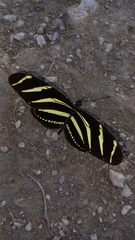 Heliconius charithonia vazquezae