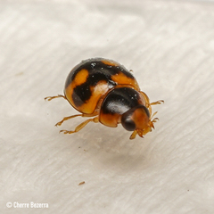 Hyperaspis scutifera