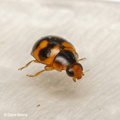 Hyperaspis scutifera