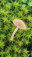 Galerina uncialis