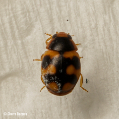 Hyperaspis scutifera