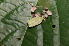 Stenoma byssina