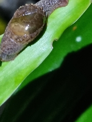 Stanisicarion freycineti
