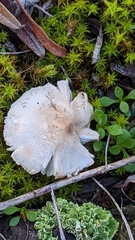 Lepiota erminea
