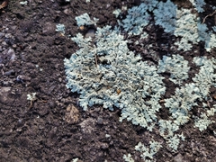 Xanthoparmelia cumberlandia