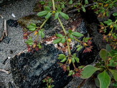 Fagonia chilensis