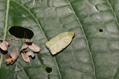 Stenoma byssina