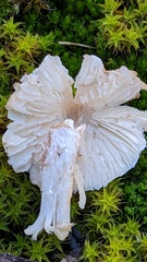 Lepiota erminea