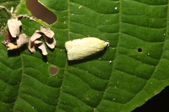 Stenoma byssina