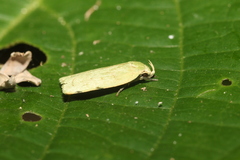 Stenoma byssina
