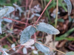 Euphorbia nutans