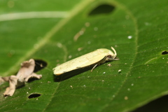 Stenoma byssina