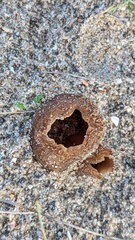 Peziza ammophila