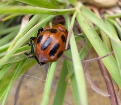 Euryope terminalis