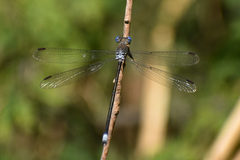 Lestidae