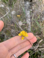 Listia bainesii