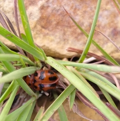 Euryope terminalis