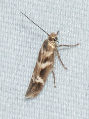 Scythris trivinctella