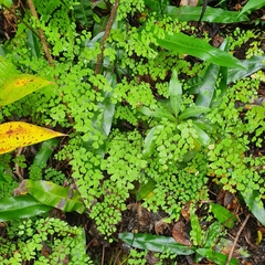 Adiantum andicola image