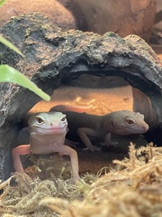 Eublepharis macularius