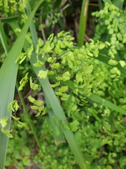 Adiantum capillus-veneris