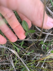 Listia bainesii