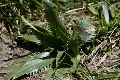 Eryngium elegans
