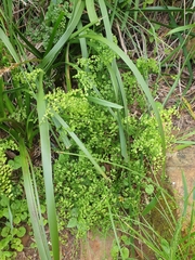 Adiantum capillus-veneris