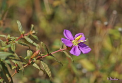 Osbeckia