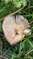 Lepiota erminea