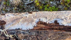 Etheirodon fimbriatum