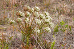 Eriocaulaceae