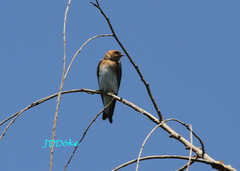 Alopochelidon fucata