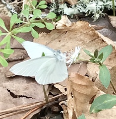 Pieris virginiensis