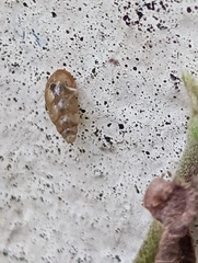 Cochlicopa lubrica