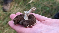 Agaricus devoniensis