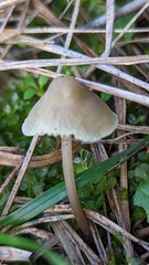 Mycena chlorantha