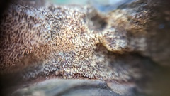 Fomitiporia hippophaeicola