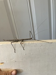 Phasmatinae