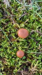 Galerina uncialis