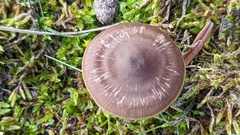 Entoloma vindobonense
