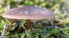 Entoloma vindobonense