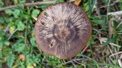 Entoloma vindobonense