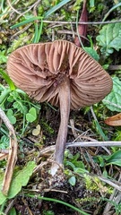 Entoloma vindobonense