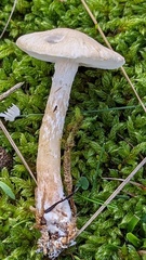 Lepiota erminea