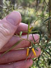 Persoonia nutans