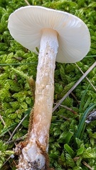 Lepiota erminea